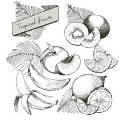 Vector set of tropical fruits. Banana, peach, lemon, kiwi and palm leaves in vintage engraved style. Hand drawn exotic organic tasty fruits isolated on white background.