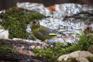 Greenfinch (Carduelis chloris) on birch trunk for natural backgr