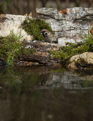 Sparrow (Passer domesticus) on the shore of the forest pond for