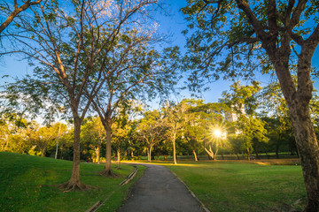 Green park with lawn and trees in a city