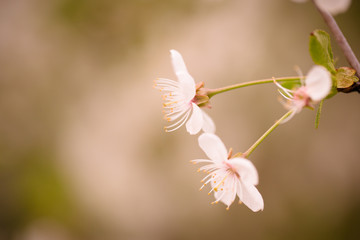 Flowering branches of cherry on natural blurred background. Shal