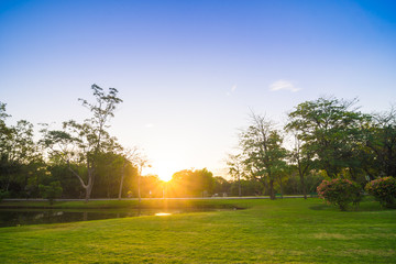 Green park with lawn and trees in a city