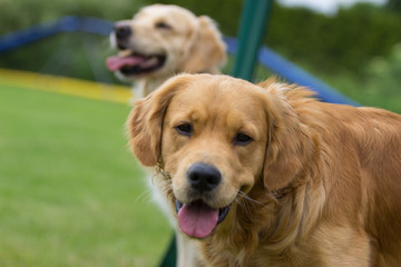 Fototapeta premium Golden Retriever lächelt