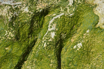 Stone rock seacoast with seaweed, nature background outdoors