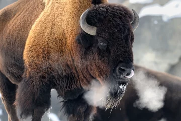Door stickers Bison American bison (Bison bison) breathing in cold winter