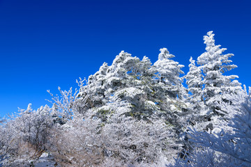 Hard rime at Mt.Ena in winter in Nagano and Gifu, Japan