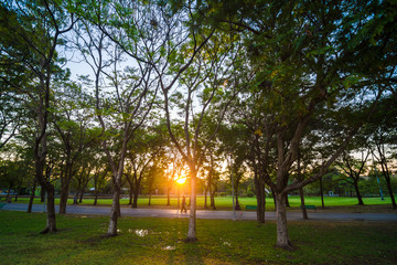 Nature beautiful summer park and sunset