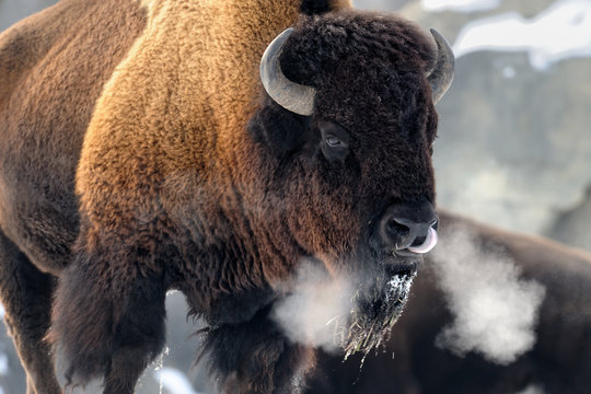 American bison (Bison bison) breathing in cold winter