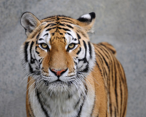 Amoertijger (Panthera tigris altaica)