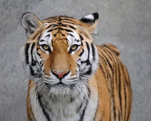 Door stickers Tiger Amur tiger (Panthera tigris altaica)