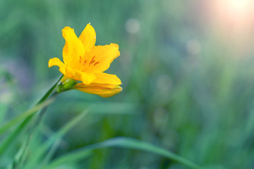 Yellow flower in the green grass.