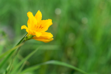 Yellow flower in the green grass.