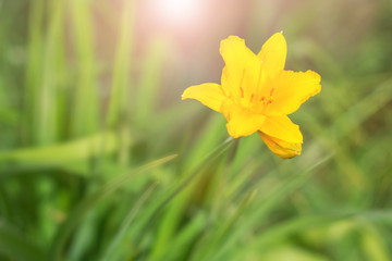 Yellow flower in the green grass.