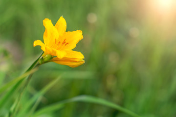 Yellow flower in the green grass.