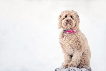 Dog playing in the snow