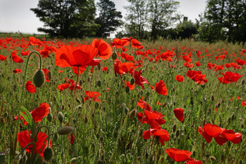 Obraz premium Red, Wild Poppy Flowers in a Field