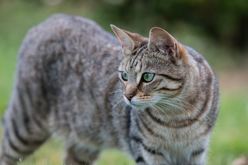 Striped Tabby Cat
