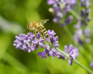 Honeybee on lavender flower