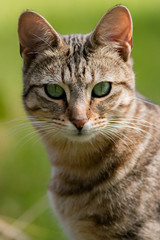 Striped Tabby Cat Staring.