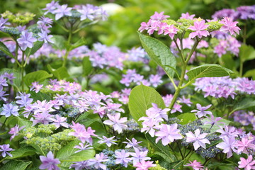 Naklejka premium 紫陽花の花畑