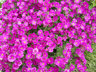 Blaukissen; Aubrieta; Steingarten; Trockenmauer