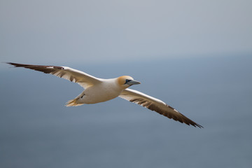 Northern Gannet Soaring Over The Saltee Islands, Ireland. © rustic99