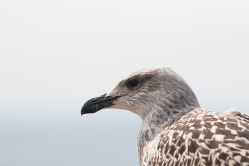 Juvenile Great Black-Backed Gull