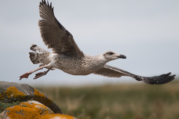 Juvenile Great Black-Backed Gull Taking Off