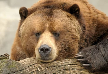 Fotobehang Alaskan Brown (Grizzly) Bear © gnagel