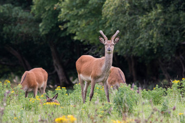 Irish Red Deer