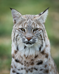 Lynx portrait in front of green background