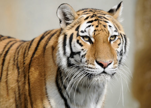 Amur tiger (Panthera tigris altaica)