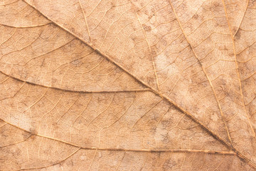 Dry leaves textured
