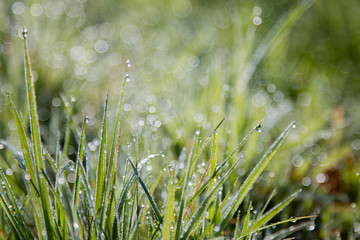 Early Morning Dew On Grass In Irish Medow, Background, Wallpaper