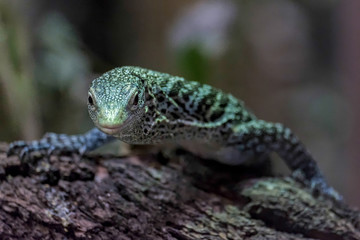 Fototapeta premium Emerald Tree Monitor (Varanus prasinus) at the Bioparc Fuengirol
