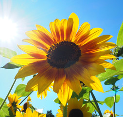 Naklejka premium Sonnenblume im Gegenlicht
