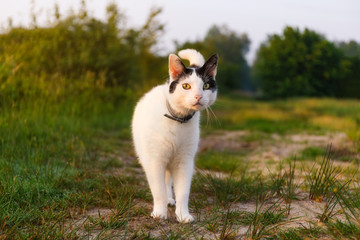Katze auf Entdeckungsreise
