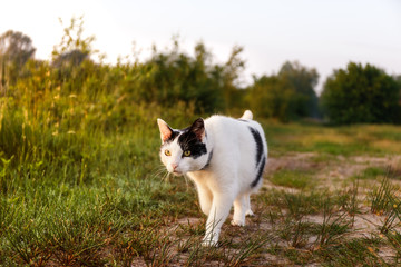 Katze auf Entdeckungsreise