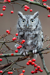Obraz premium Adult (gray phase) Eastern Screech Owl (Megascops asio) is a small, nocturnal, woodland Owl