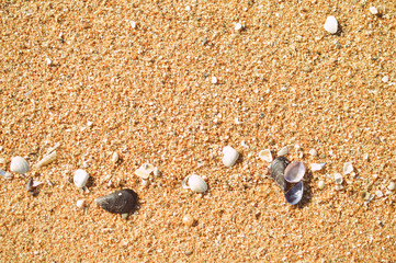 Nature sandy beach background with beautiful multicolored seashells outdoors