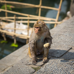 Naklejka premium Monkey