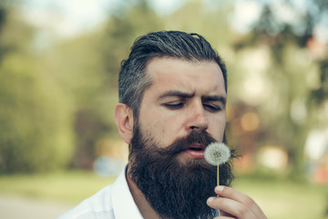 Fototapeta premium Bearded man with dandelion