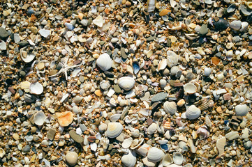 Abstract background with many seashells on the sand, ideas vacation feeling