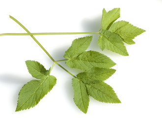 Giersch; Aegopodium Podagraria