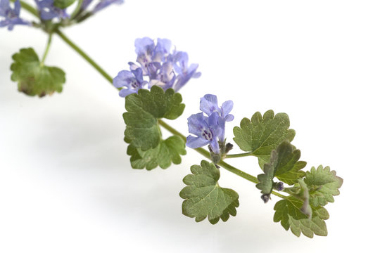 gundelrebe, glechoma, hederacea, bluete