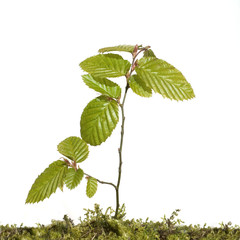 Hainbuchensproessling, Hainbuche, Carpinus; betulus; Weissbuche