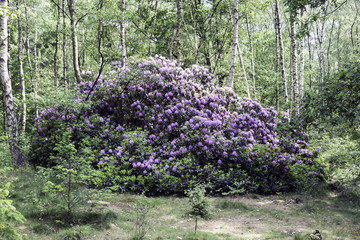 Obraz premium Giant purple rhododendron plant in bark forest