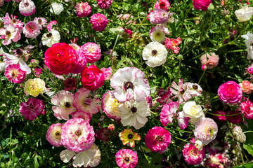 Buttercup picking festival