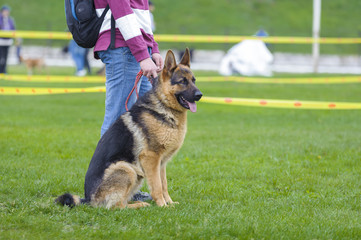 German shephard