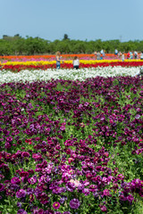 Buttercup picking festival